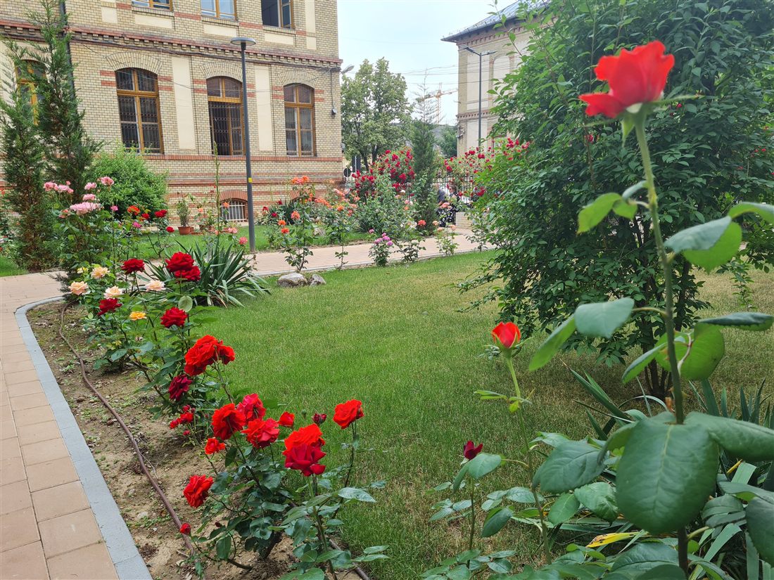 The clinic garden
