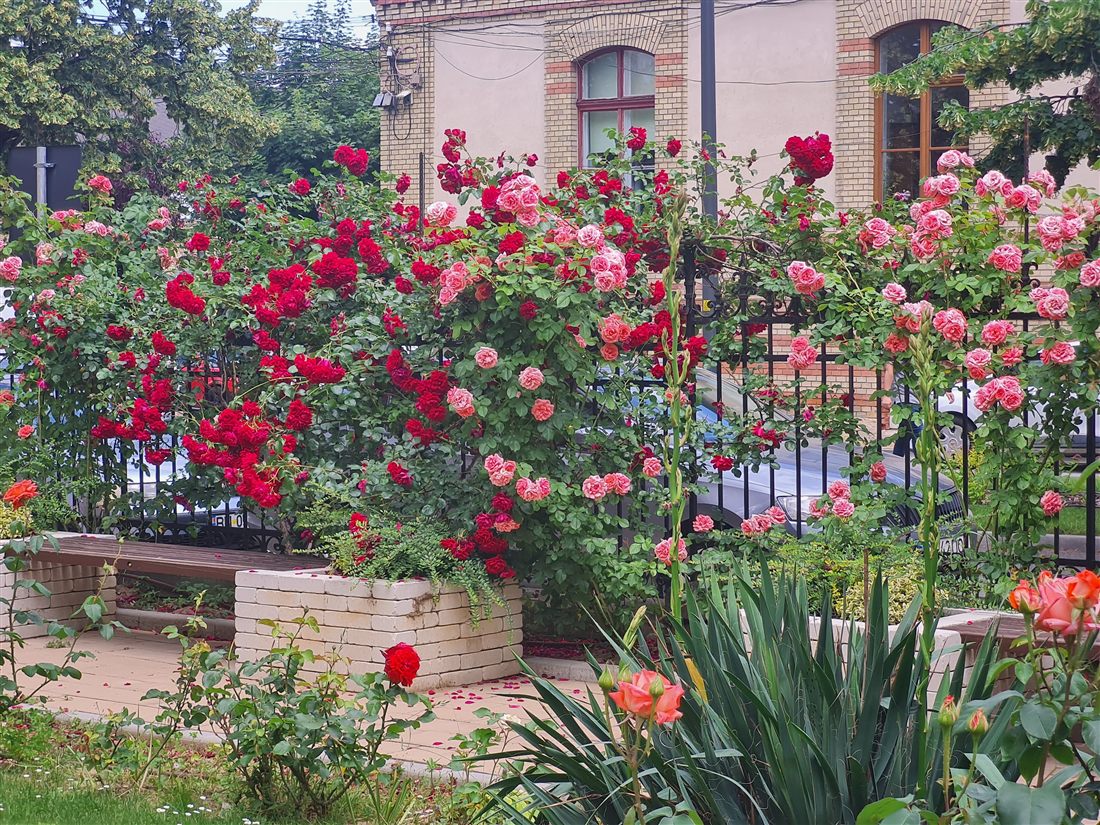 The clinic roses